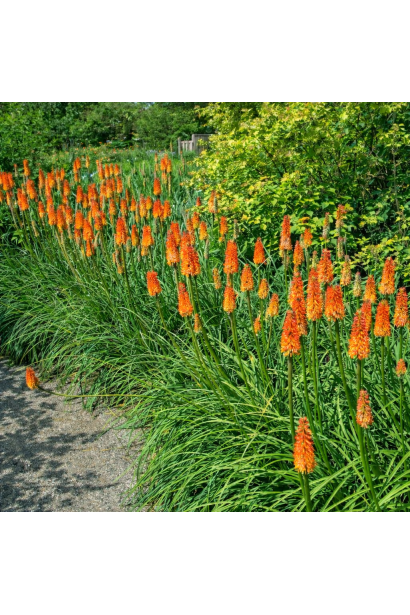 Tritoma uvaria живопліт
